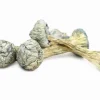 Albino Treasure Coast Magic Mushrooms – Ghost-white pale caps, thick stems, blue bruising, rare potent Psilocybe cubensis strain.
