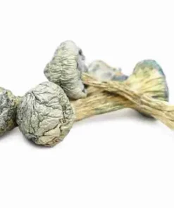 Albino Treasure Coast Magic Mushrooms – Ghost-white pale caps, thick stems, blue bruising, rare potent Psilocybe cubensis strain.