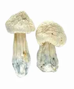 Buy Albino Penis Envy Potent Psychedelic Mushroom