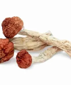 Amazonian Magic Mushrooms – Large golden reddish-brown caps, thick stems, blue bruising, classic spiritual potent strain