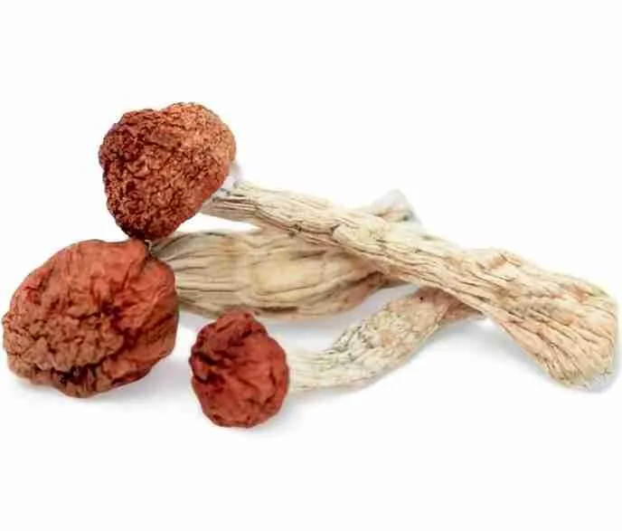 Amazonian Magic Mushrooms – Large golden reddish-brown caps, thick stems, blue bruising, classic spiritual potent strain