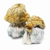 Avalanche Magic Mushrooms – Pure white caps and stems, deep blue bruising, rare ultra-potent leucistic Psilocybe cubensis strain