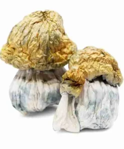 Avalanche Magic Mushrooms – Pure white caps and stems, deep blue bruising, rare ultra-potent leucistic Psilocybe cubensis strain