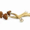 Big Mex Magic Mushrooms – Giant broad golden-br