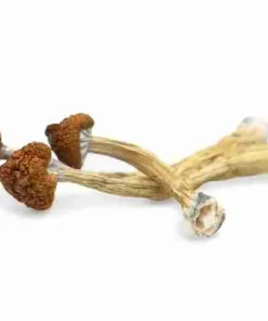 Big Mex Magic Mushrooms – Giant broad golden-br