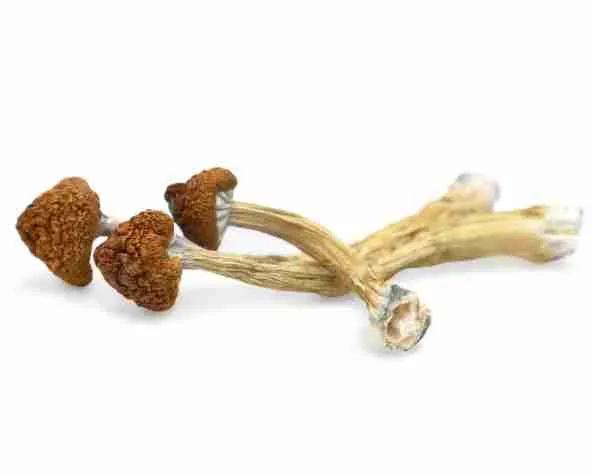 Big Mex Magic Mushrooms – Giant broad golden-br