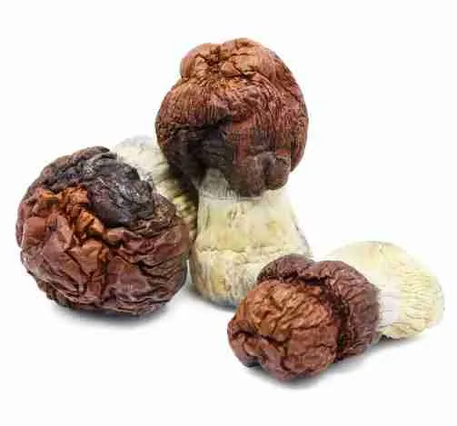 Looking to buy Bluey Vuitton Mushroom Liquid Culture (10ml)? ExpressK2 offers lab-tested, pure genetics with secure checkout and fast, discrete shipping.