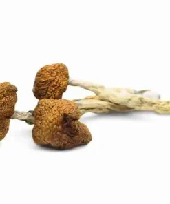 Buy Daddy Long Legs Magic Mushrooms $ 180.00 – $ 750.00