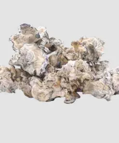 Looking to buy Enigma Psilocybe Cubensis? ExpressK2 offers lab-tested, pure isolated genetics with secure checkout and fast, discrete shipping.