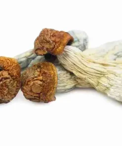 Looking to buy Gold Member Mushrooms? ExpressK2 offers lab-tested, potent genetics with 256-bit secure checkout and fast, discrete shipping.