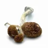 Looking to buy Golden Mammoth Mushrooms? ExpressK2 offers lab-tested, pure strain genetics with secure checkout and fast, discrete shipping.
