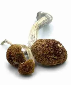 Looking to buy Golden Mammoth Mushrooms? ExpressK2 offers lab-tested, pure strain genetics with secure checkout and fast, discrete shipping.