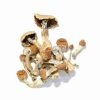 Looking to buy Golden Teacher Psychedelic Mushrooms? ExpressK2 offers lab-tested, pure genetics with secure checkout and fast, discrete shipping.