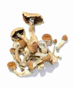 Looking to buy Golden Teacher Psychedelic Mushrooms? ExpressK2 offers lab-tested, pure genetics with secure checkout and fast, discrete shipping.