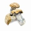Buy Hillbilly Cubensis Mushrooms online. Hillbilly strain, magic mushrooms, Psilocybe Cubensis, wild‑type strain, visual experience, energetic journey.