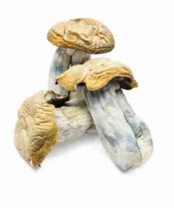 Buy Hillbilly Cubensis Mushrooms online. Hillbilly strain, magic mushrooms, Psilocybe Cubensis, wild‑type strain, visual experience, energetic journey.