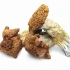 Purchase King Kong Mushrooms — giant‑fruiting Psilocybe Cubensis, massive thick golden‑brown caps and sturdy stems