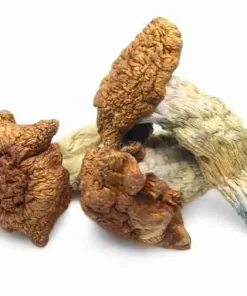 Purchase King Kong Mushrooms — giant‑fruiting Psilocybe Cubensis, massive thick golden‑brown caps and sturdy stems