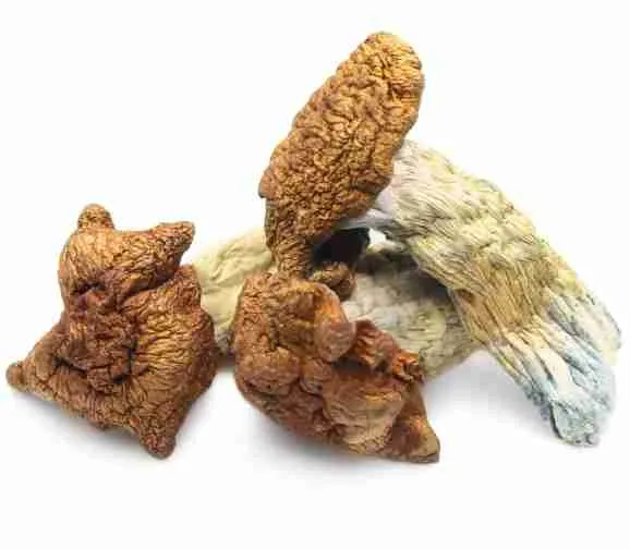 Purchase King Kong Mushrooms — giant‑fruiting Psilocybe Cubensis, massive thick golden‑brown caps and sturdy stems
