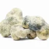 Buy Leucistic Burma Magic Mushrooms online. Rare pale‑white strain (1.2–1.6% psilocybin). Ultra‑high potency, deep introspection, heavy grounding.