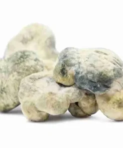 Buy Leucistic Burma Magic Mushrooms online. Rare pale‑white strain (1.2–1.6% psilocybin). Ultra‑high potency, deep introspection, heavy grounding.