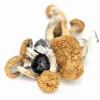 Buy Lizard King Psychedelic Mushrooms — wild‑type Psilocybe Cubensis, distinctive mottled golden‑brown caps and sturdy thick stems
