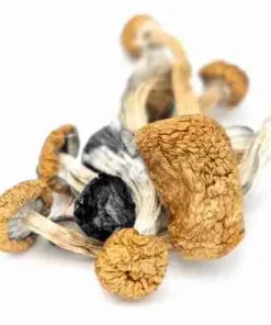Buy Lizard King Psychedelic Mushrooms — wild‑type Psilocybe Cubensis, distinctive mottled golden‑brown caps and sturdy thick stems