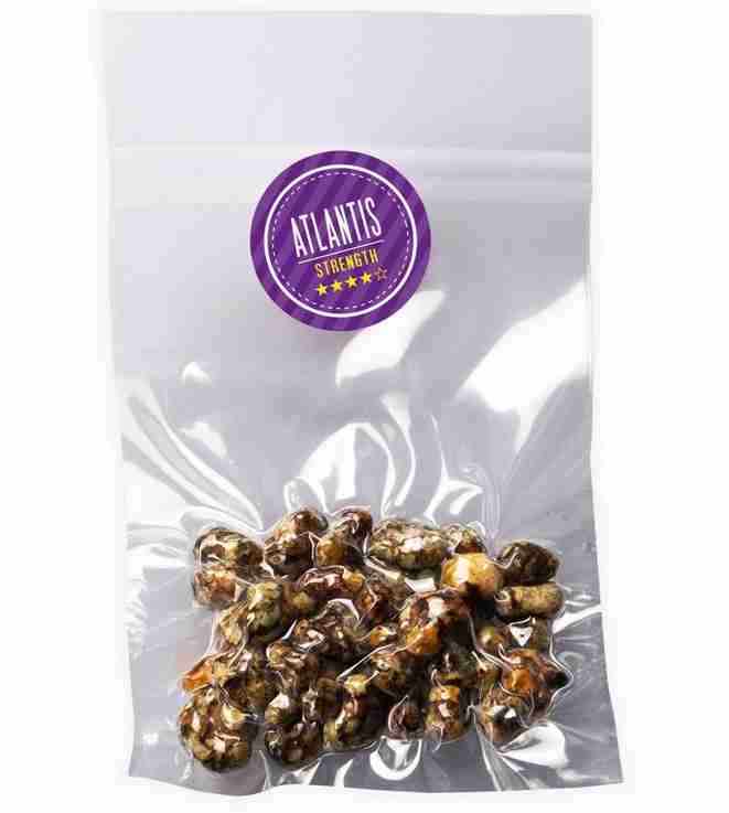 Buy Magic Truffles Psilocybe Atlantis Online — premium Dutch sclerotia, firm golden‑brown dense nodules