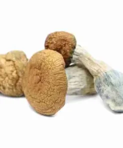 Buy Makilla Gorilla Magic Mushrooms Online — ultra potent heavyweight Cubensis, thick dense meaty golden‑brown mushrooms