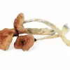 Buy Malabar Coast Magic Mushrooms — rare exotic landrace Cubensis, bright golden yellow caps and tall elegant stems