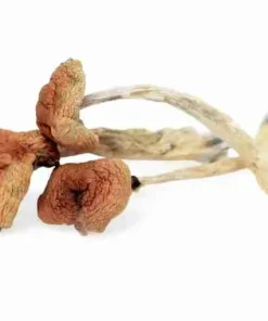 Buy Malabar Coast Magic Mushrooms — rare exotic landrace Cubensis, bright golden yellow caps and tall elegant stems