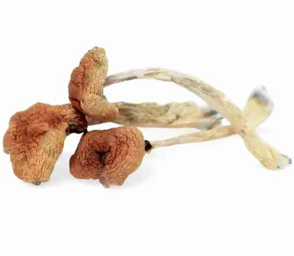 Buy Malabar Coast Magic Mushrooms — rare exotic landrace Cubensis, bright golden yellow caps and tall elegant stems