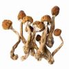 Buy Mazatapec psychedelic mushrooms — authentic traditional landrace Cubensis, golden‑brown bell‑shaped caps