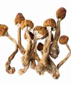 Buy Mazatapec psychedelic mushrooms — authentic traditional landrace Cubensis, golden‑brown bell‑shaped caps