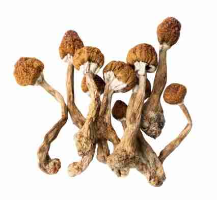 Buy Mazatapec psychedelic mushrooms — authentic traditional landrace Cubensis, golden‑brown bell‑shaped caps