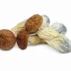 Buy Penis Envy Magic Mushrooms Online. High potency Psilocybe cubensis. Stronger than standard strains, deep spiritual insights & profound transformation.