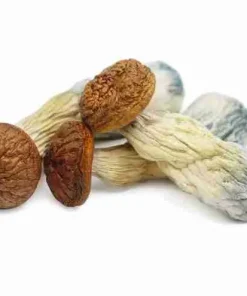 Buy Penis Envy Magic Mushrooms Online. High potency Psilocybe cubensis. Stronger than standard strains, deep spiritual insights & profound transformation.