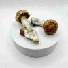 Buy Penis Envy Psilocybe Mushroom. Legendary ultra‑high potency Psilocybe cubensis. stronger than standard strains, deep spiritual insights & profound transformation.