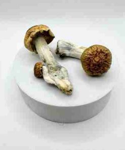 Buy Penis Envy Psilocybe Mushroom. Legendary ultra‑high potency Psilocybe cubensis. stronger than standard strains, deep spiritual insights & profound transformation.