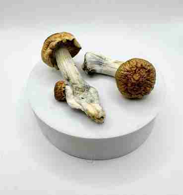 Buy Penis Envy Psilocybe Mushroom. Legendary ultra‑high potency Psilocybe cubensis. stronger than standard strains, deep spiritual insights & profound transformation.