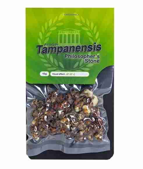 Buy Psilocybe Tampanensis Magic Truffles Online. Premium medium‑high potency psychedelic truffles. Original Philosopher’s Stone strain, clear insights.