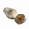 Buy Texas Penis Envy psychedelic Mushroom online from Expressk2.com. Buy Texas Penis Envy psychedelic Mushroom. fast, Discreet shipping.