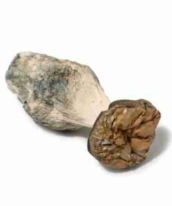 Buy Texas Penis Envy psychedelic Mushroom online from Expressk2.com. Buy Texas Penis Envy psychedelic Mushroom. fast, Discreet shipping.