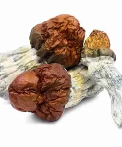 Buy Texas Yellow Cap Magic Mushrooms. Premium medium‑high potency Psilocybe cubensis. Bright golden caps, stunning visuals, energetic & happy effect.
