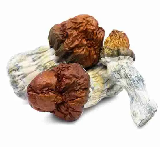 Buy Texas Yellow Cap Magic Mushrooms. Premium medium‑high potency Psilocybe cubensis. Bright golden caps, stunning visuals, energetic & happy effect.