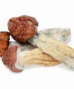 Buy Tidal Wave Magic Mushrooms. Elite ultra‑high potency Psilocybe cubensis hybrid (Penis Envy x B+) Massive visuals, deep transformation & heavy body load.