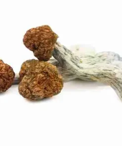 Buy Trinity Magic Mushrooms Online — premium hybrid Psilocybe Cubensis, dense meaty golden‑brown mushrooms