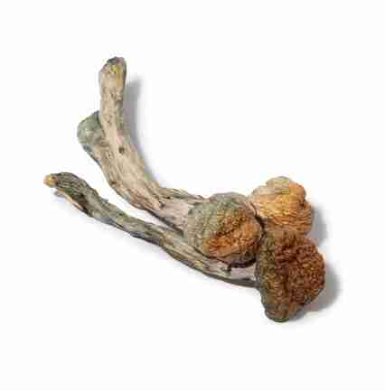 Buy Trinity Magic Mushroom — premium hybrid Psilocybe Cubensis, dense meaty golden‑brown mushrooms