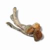 Buy Trinity Magic Psilocybin Mushrooms online. Premium high‑potency hybrid (Golden Teacher x Penis Envy x Amazonian). Perfect balanced experience.