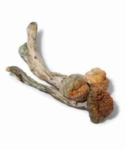 Buy Trinity Magic Psilocybin Mushrooms online. Premium high‑potency hybrid (Golden Teacher x Penis Envy x Amazonian). Perfect balanced experience.